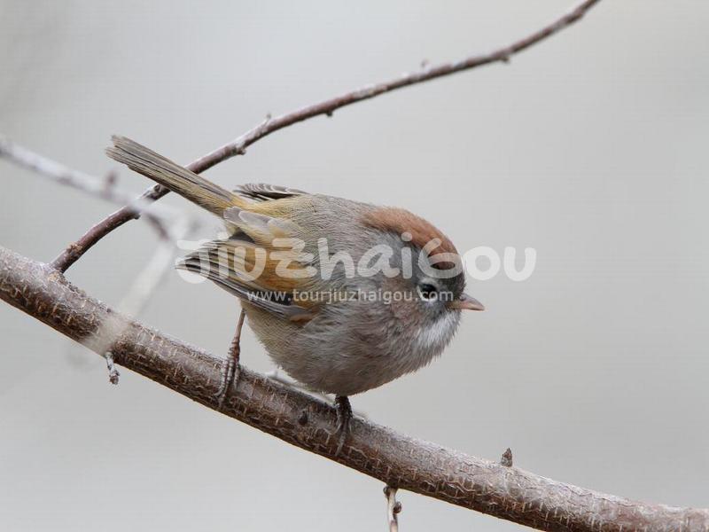 Jiuzhaigou Birds, Rufous-headed Tit-Babbler 