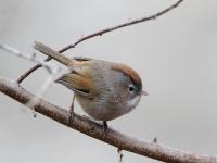 Jiuzhaigou Birds, Rufous-headed Tit-Babbler 