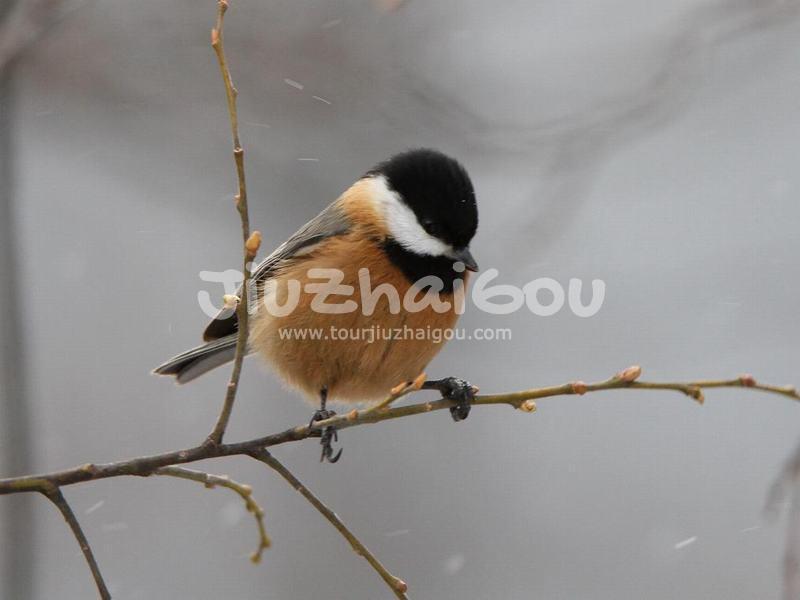 Jiuzhaigou Parus davidi