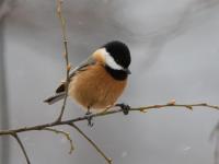 Jiuzhaigou Parus davidi