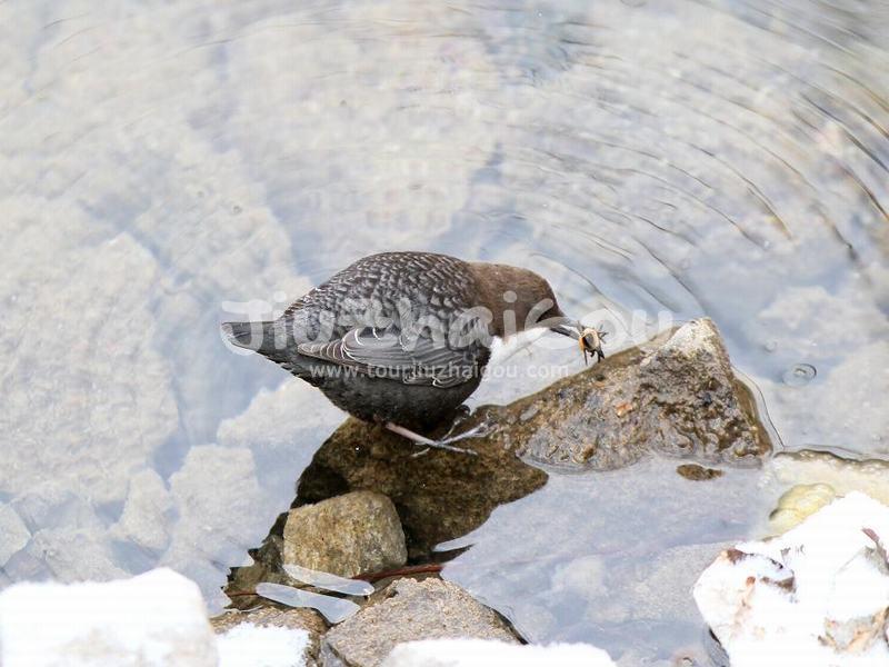 Jiuzhaigou Birds, Dipper