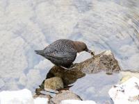 Jiuzhaigou Birds, Dipper