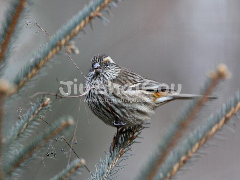 White-browed Rosefinch, Jiuzhaigou Birds  