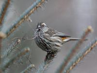 White-browed Rosefinch, Jiuzhaigou Birds  