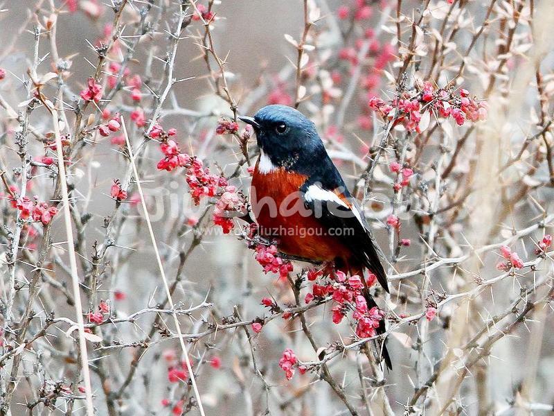 Jiuzhaigou Birds, Phoenicurus schisticeps  