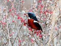 Jiuzhaigou Birds, Phoenicurus schisticeps  