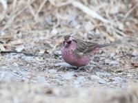 Jiuzhaigou White-browed Rosefinch