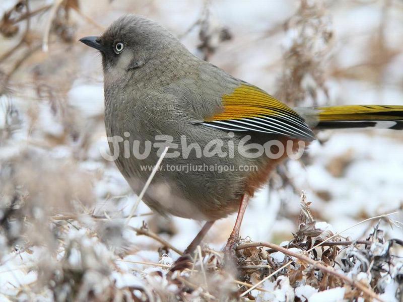 Jiuzhaigou Birds, Garrulax elliotii 