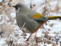 Jiuzhaigou Birds, Garrulax elliotii 