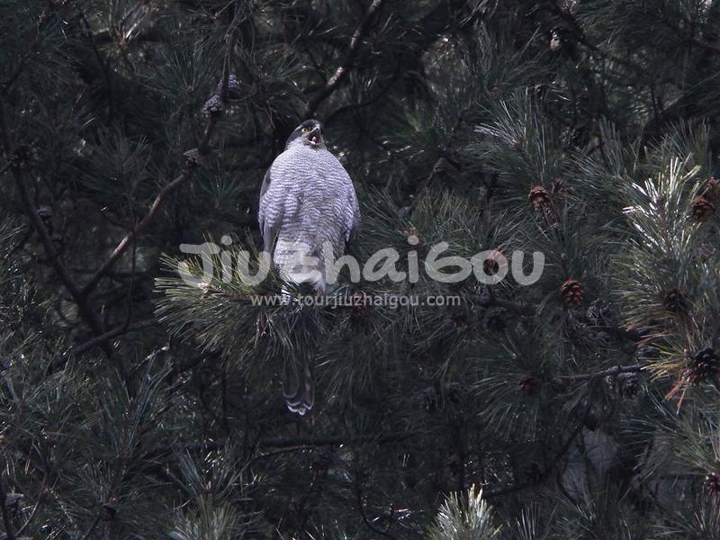Goshawk in Jiuzhaigou