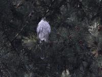 Goshawk in Jiuzhaigou