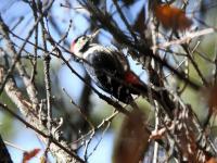 Jiuzhaigou Birds, Crimson-breasted Woodpecker