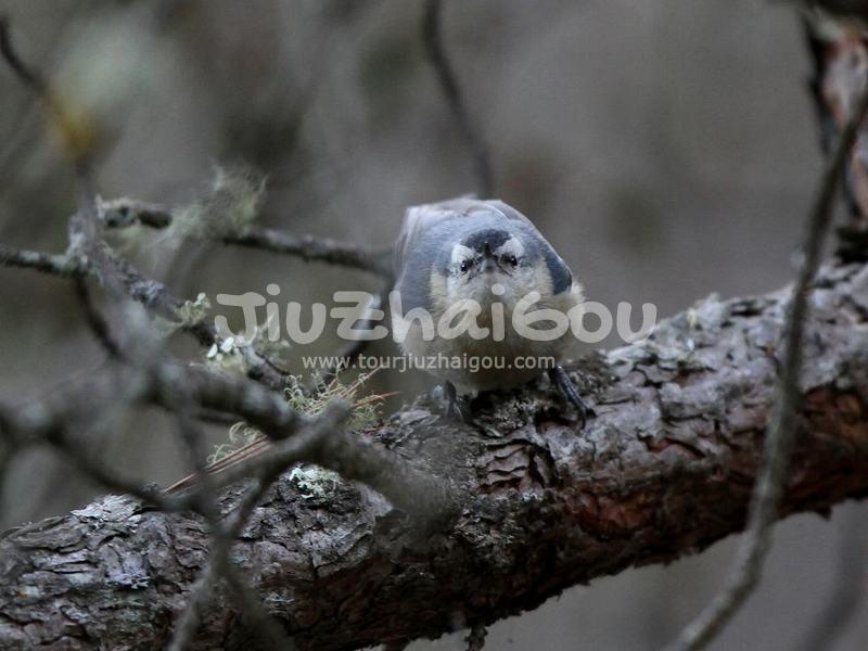 Jiuzhaigou Birds, Black-headed Nuthatch  