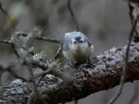 Jiuzhaigou Birds, Black-headed Nuthatch  