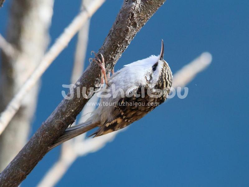 Jiuzhaigou Birds, Eurasian Treecreeper