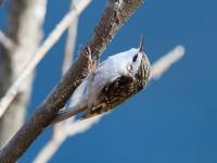 Jiuzhaigou Birds, Eurasian Treecreeper