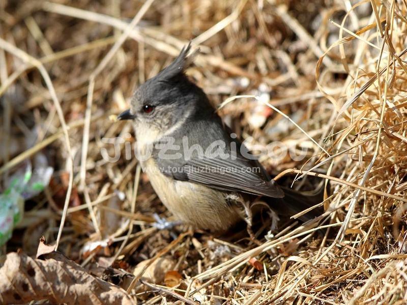 Grey-crested Tit, Jiuzhaigou