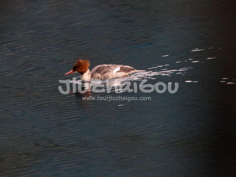 Goosander-Jiuzhaigou Birds  