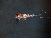 Goosander-Jiuzhaigou Birds  