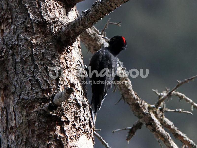 Jiuzhaigou Birds, Black Woodpecker 
