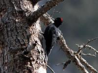 Jiuzhaigou Birds, Black Woodpecker 