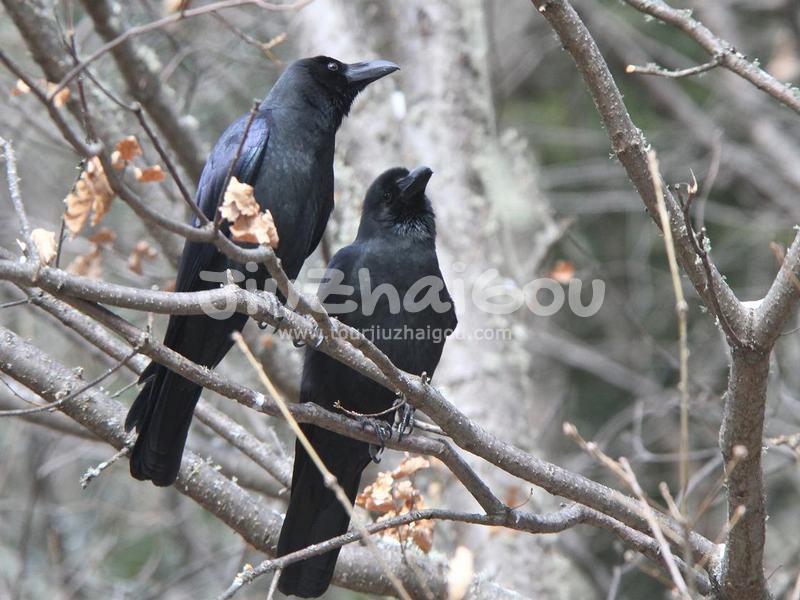 Jiuzhaigou Jungle Crow