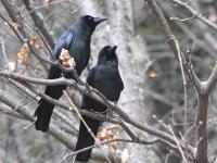 Jiuzhaigou Jungle Crow