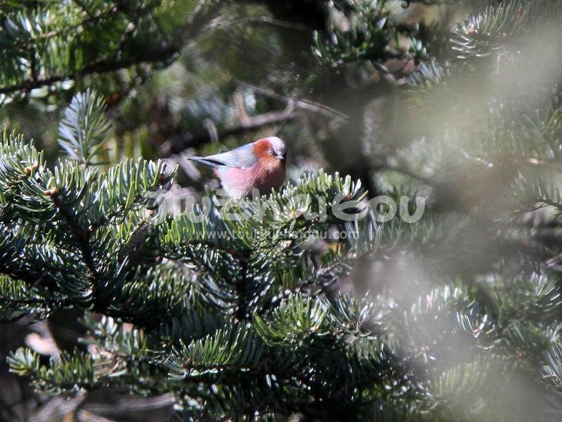 Crested Tit-Warbler, Jiuzhaigou Birds  