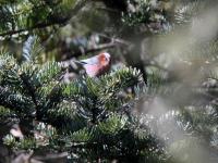 Crested Tit-Warbler, Jiuzhaigou Birds  
