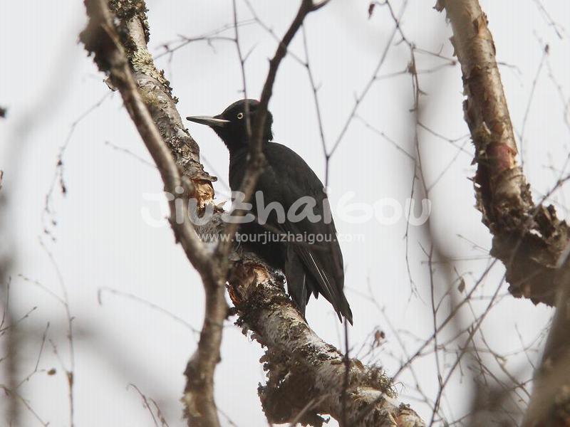 Jiuzhaigou Birds, Black Woodpecker