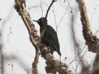 Jiuzhaigou Birds, Black Woodpecker
