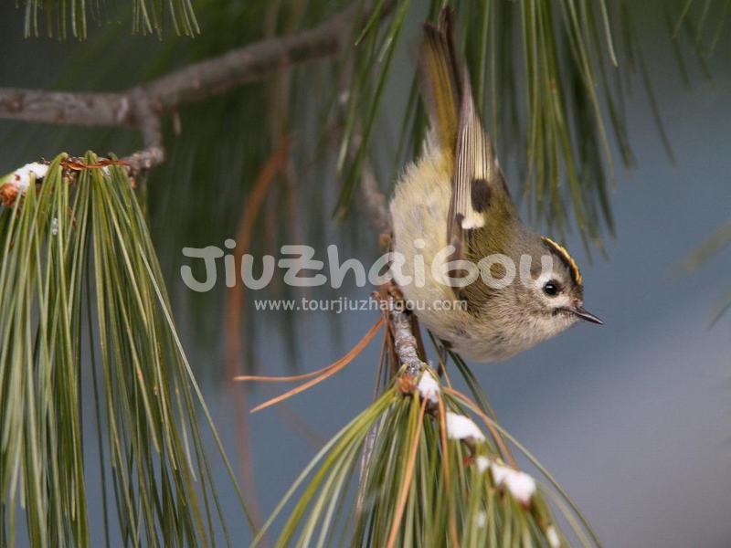Goldcrest in Jiuzhaigou