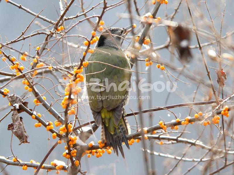 Jiuzhaigou Grey-headed Woodpecker