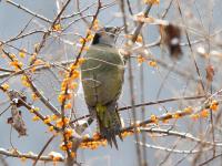 Jiuzhaigou Grey-headed Woodpecker