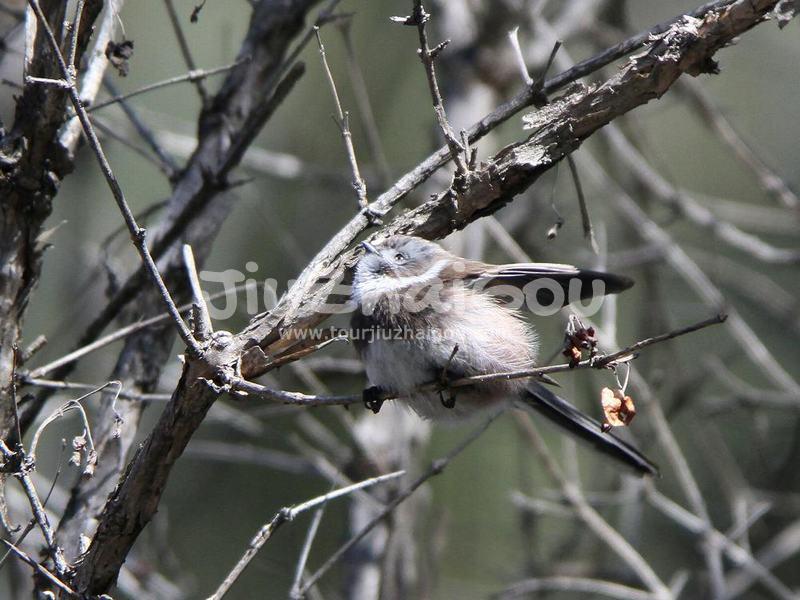Jiuzhaigou Birds, Aegithalos fuliginosus