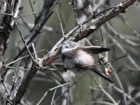 Jiuzhaigou Birds, Aegithalos fuliginosus