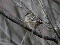 Carpodacus trifasciatus, Jiuzhaigou Birds