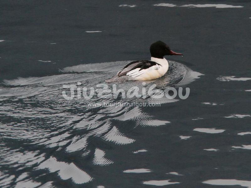 Jiuzhaigou Goosander 