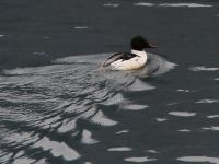 Jiuzhaigou Goosander 