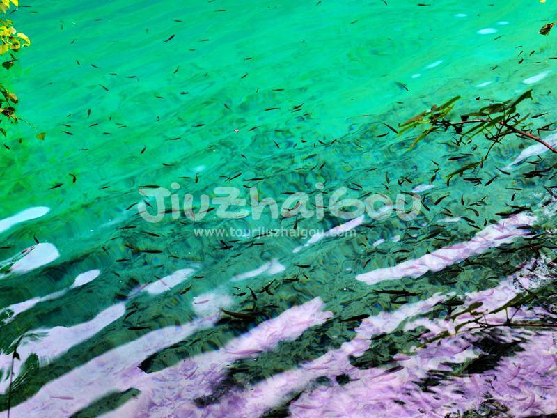 Jiuzhaigou Water