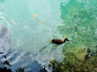 Jiuzhaigou Water