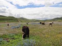 Maoya Grassland