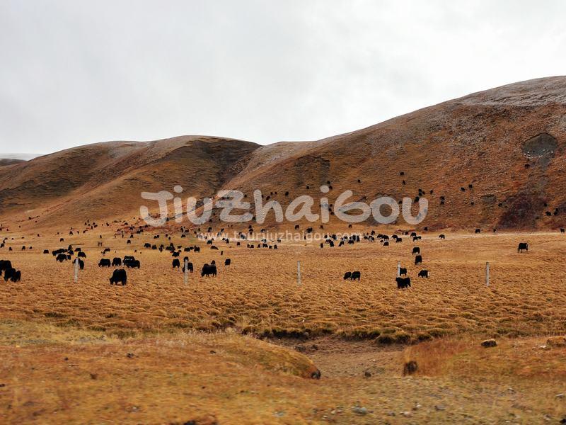 Maoya Grassland, Ganzi Prefecture, Sichuan