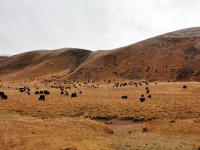 Maoya Grassland, Ganzi Prefecture, Sichuan