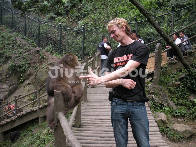 Monkey in Mount Emei 