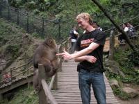 Monkey in Mount Emei 