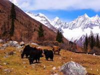 Shuangqiao Valley