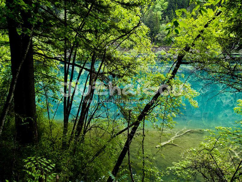 Panda Lake
