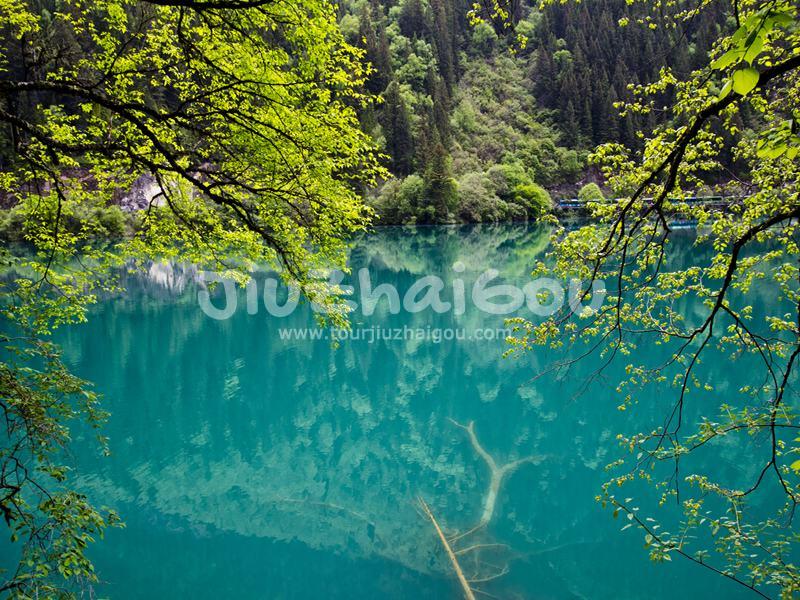 Panda Lake