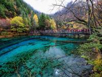 Jiuzhaigou Peacock River